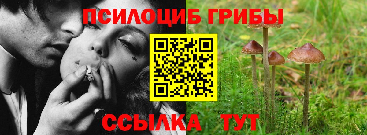 Псилоцибиновые грибы Psilocybine cubensis Улан-Удэ